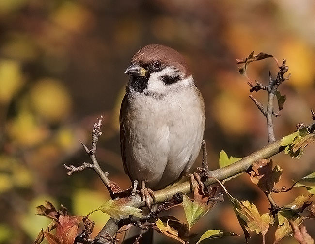 Passer montanus